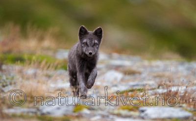 BB 13 0124 / Vulpes lagopus / Fjellrev